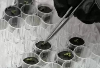 Científicos logran cultivar plantas con tierra lunar