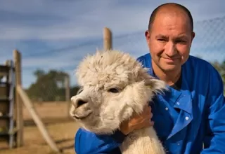 Científicos chilenos hallan anticuerpo contra el coronavirus en alpacas
