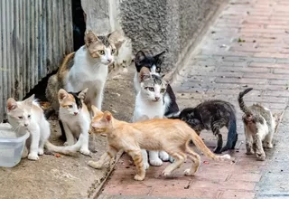 Coronavirus felino: 300 mil gatos murieron tras contraer enfermedad
