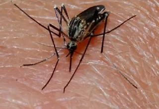 COVID-19: El mosquito no transmite el coronavirus, según un estudio