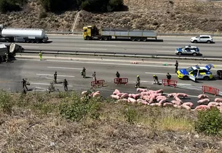 España: Camión que trasladaba cerdos chocó y ocasionó congestión en autopista