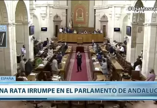 Rata irrumpió en el Parlamento de Andalucía y provocó pánico entre los diputados