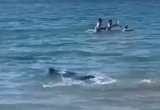 España: Tiburón de más de dos metros causó pánico en playa