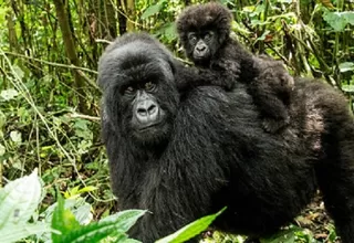 EE. UU.: Dos gorilas de un zoológico dan positivo al coronavirus