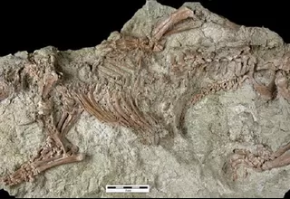 Madagascar: Descubren restos de “Bestia loca”, raro mamífero de 66 millones de años