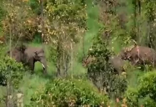 India: Capturan a elefante que mató a 6 personas