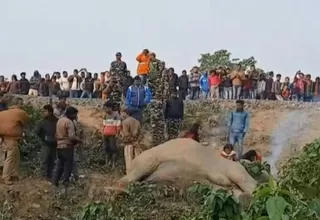India: Dos elefantes murieron atropellados por un tren