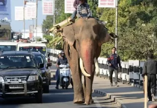 Elefante en India mató a 16 personas en dos meses luego de ser rechazado por su rebaño