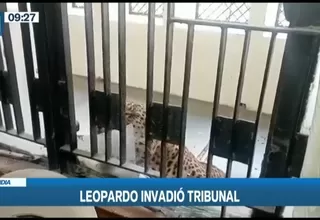 India: Leopardo invadió tribunal y atacó a cinco personas