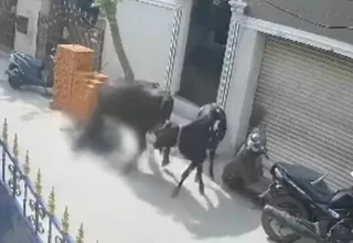 India: Vaca atacó de forma violenta a niña cuando retornaba de su colegio