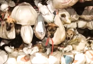 Indonesia: Detienen camión con más de 200 perros que iban a ser sacrificados