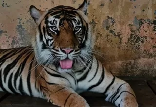 Dos tigres de Sumatra se contagiaron de coronavirus en un zoológico de Indonesia