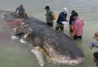 Indonesia: hallaron ballena con 6 kilos de plástico en el estómago