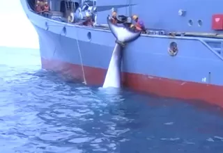 Japón anunció que reanudará la caza comercial de ballenas