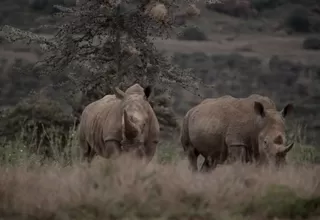 Kenia: 11 rinocerontes murieron tras ser traspasados a un parque nacional