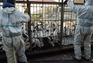 Rusia anunció que detectó primer caso de transmisión de cepa H5N8 de gripe aviar al ser humano