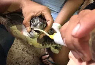 Tailandia: tortuga protegida es la nueva víctima del plástico