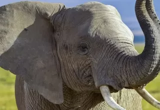 Zimbabue: elefante mata a pisotones a una turista alemana