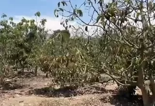 Áncash: Productores de palta y mango en crisis por sequía