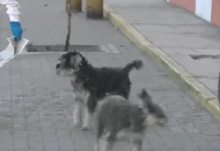 Arequipa: Alerta de rabia canina tras nuevo caso