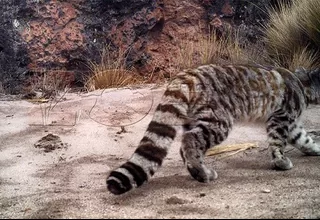 Arequipa: captan primeras imágenes de gato andino en reserva natural