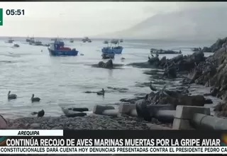 Arequipa: Continúa recojo de aves marinas muertas por la gripe aviar