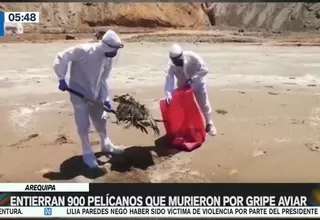 Arequipa: Entierran 900 pelícanos que murieron por gripe aviar