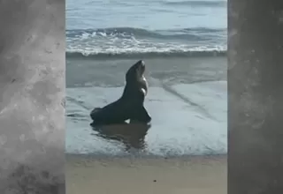 Arequipa: Exhortan a población no acercarse a lobos marinos varados en playas