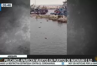 Arequipa: Pelícanos aparecen muertos en puertos de Matarani e Ilo