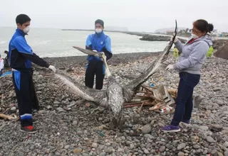 Investigan la muerte de 187 lobos marinos y 50 pelícanos en Piura