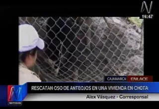 Cajamarca: rescatan a oso de anteojos que se encontraba en una vivienda
