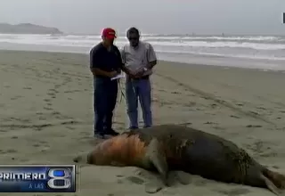 Chiclayo: lobo de mar fue atacado por pescadores en playa Puerto Eten