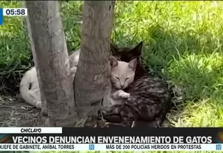 Chiclayo: Vecinos denuncian envenenamiento de gatos