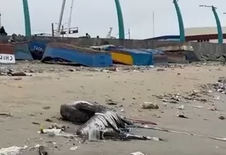 Chimbote: Aparecen aves muertas en playa La Caleta