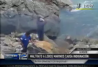 Chimbote: indignantes imágenes muestran el cruel asesinato de un lobo marino 
