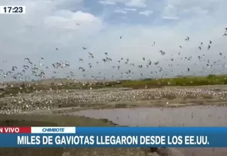 Chimbote: Miles de gaviotas provenientes de EE.UU. y Canadá vuelan sobre humedales