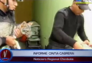 Chimbote: pobladores atraparon a zorrito que se comía a sus gallinas
