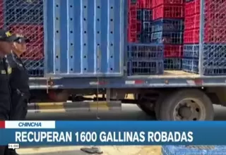 Chincha: Policía recupera camión con mil 600 gallinas robadas