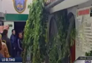 Cusco: 380 plantones gigantes de marihuana fueron incautados en Urubamba