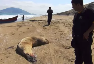 Hallan 500 lobos marinos muertos en playa de Ancash