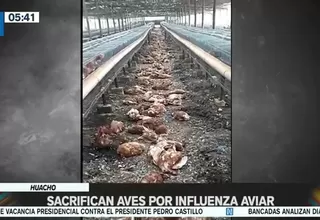 Huacho: Sacrifican aves por influenza aviar