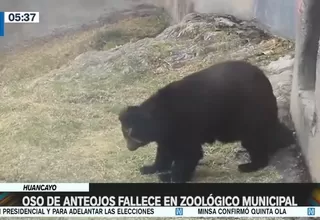 Huancayo: Oso de anteojos fallece en zoológico municipal