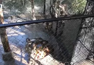 Huancayo: Venado y mono se suman a familia del zoológico