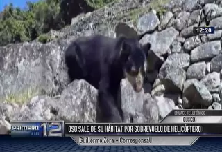 Machu Picchu: oso de anteojos salió de bosque por ruido de helicópteros