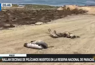 Pisco: Hallan decenas de pelícanos muertos en la reserva nacional de Paracas