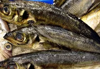Pisco: pescadores protestan contra veda de anchoveta