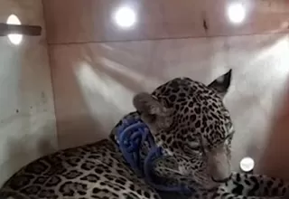 Puerto Maldonado: Ciudadana alimentó a jaguar por varios días en su casa
