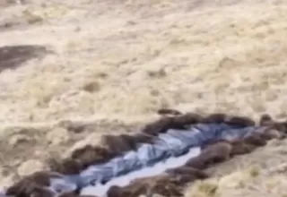 Puno: Cientos de vicuñas mueren por falta de agua