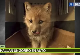 Puno: Hallan a cría de zorro andino en un automóvil 