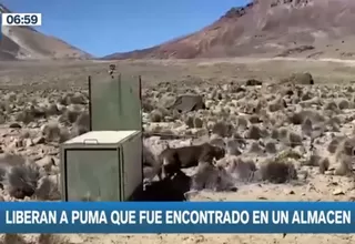 Tacna: Puma Oliver fue devuelto a su hábitat natural